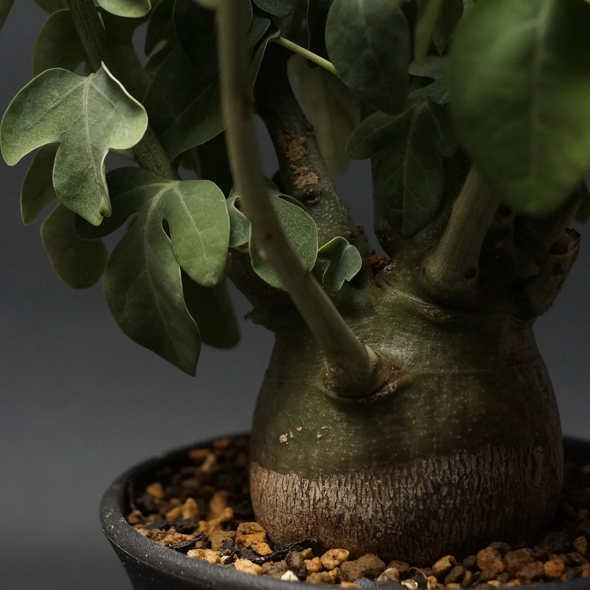 アデニア　スピノーサ　約15cm 発根済み　現地球 アデニア スピノーサ 約15cm 発根済み 現地球 Adenia spinosa