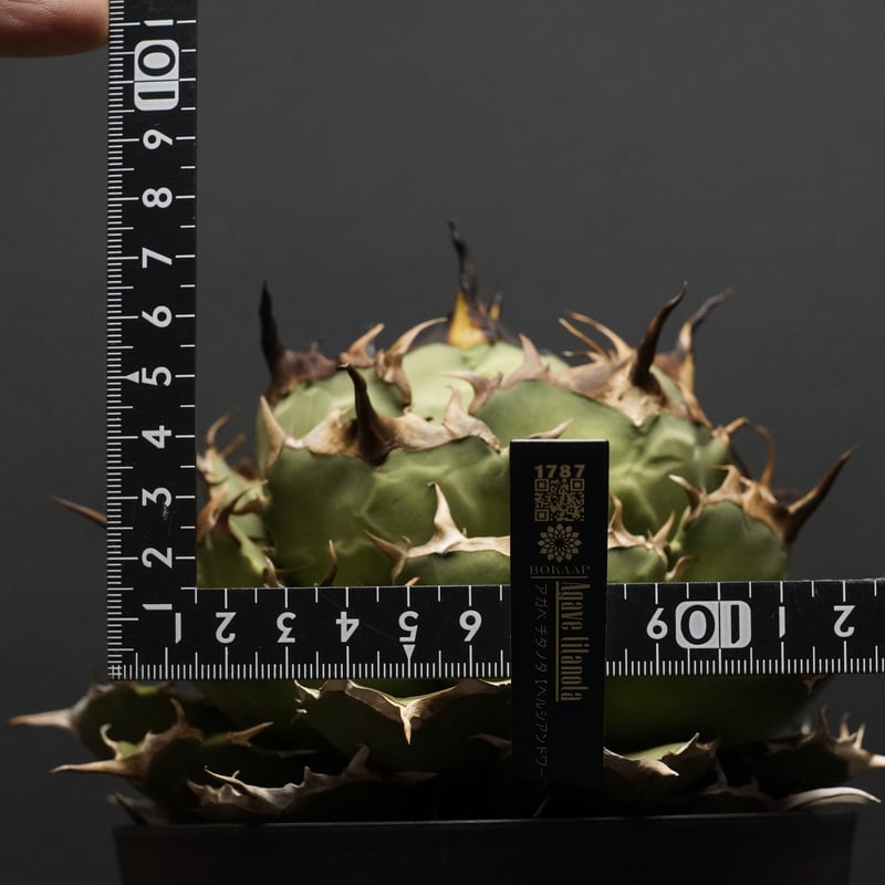 アガベチタノタ ペルシアンドワーフ 発根済み アガベ チタノタ