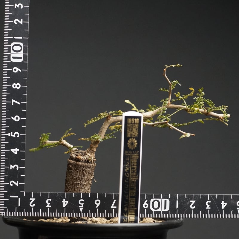 Operculicarya pachypus
