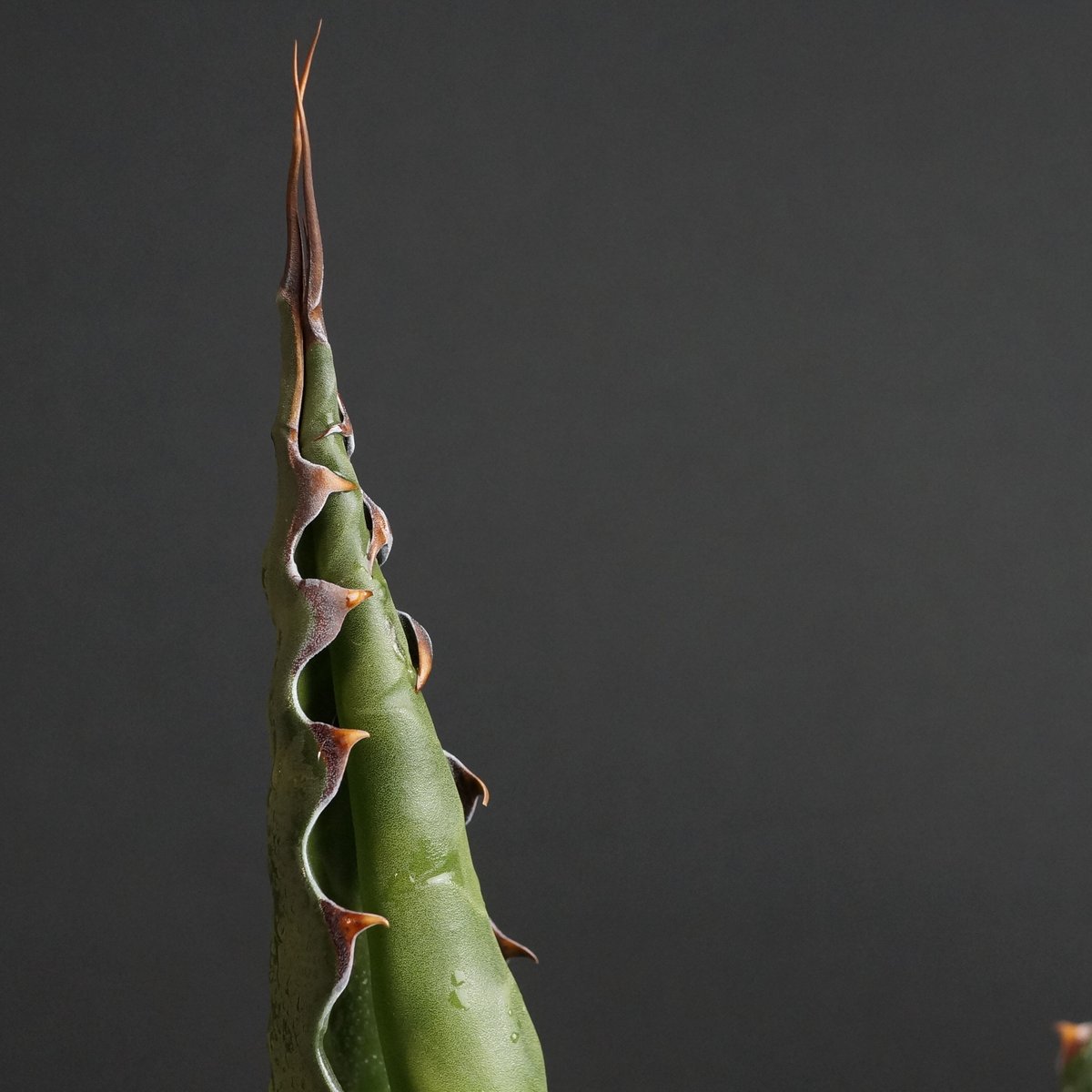 Agave gentryi 'Jaws' Agave gentryi 'Jaws'