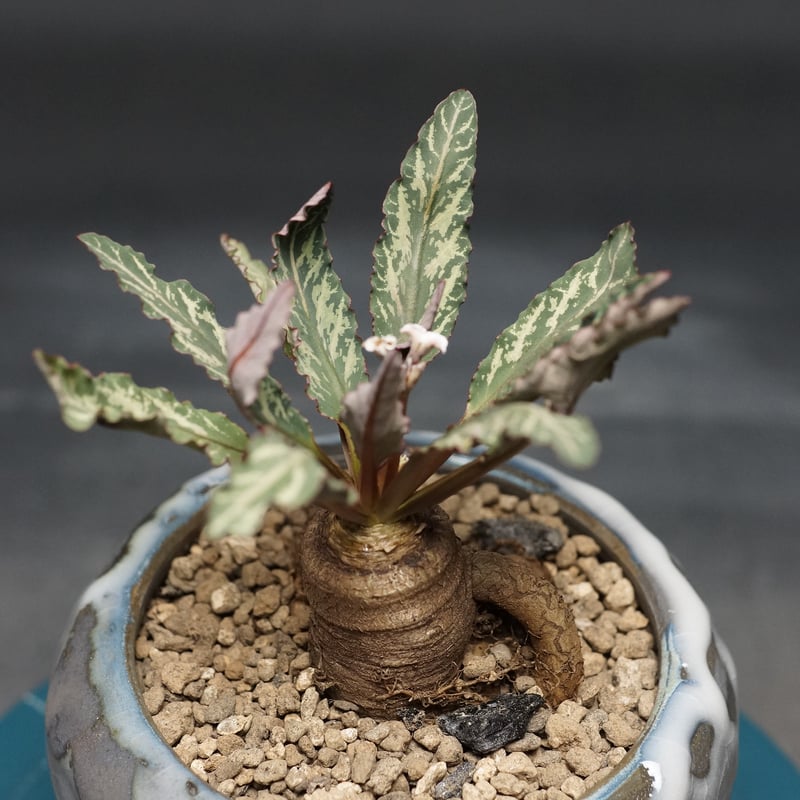 Euphorbia fish bone