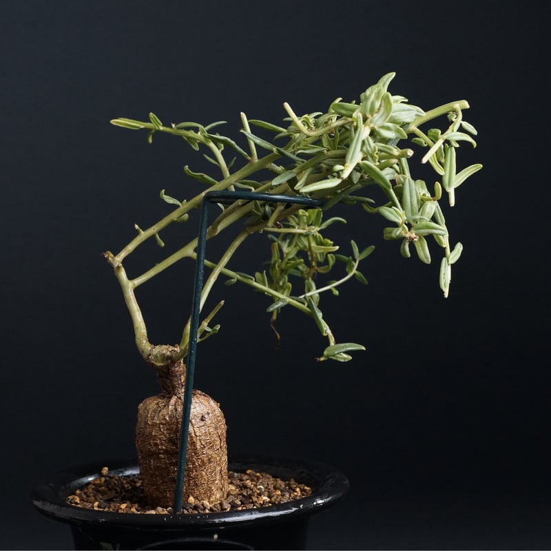 Talinum caffrum