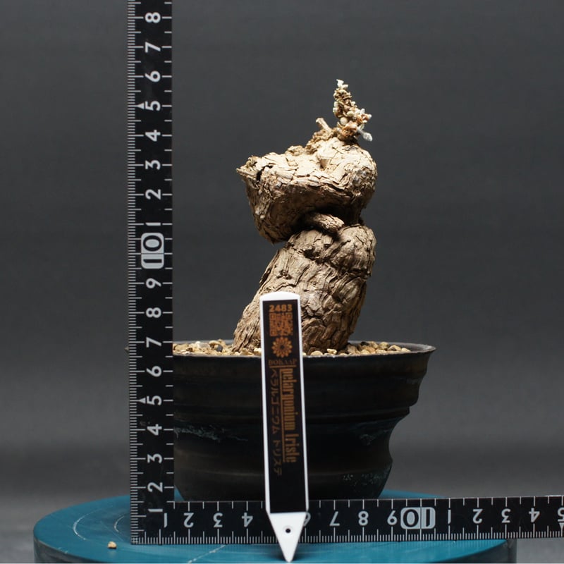 ペラルゴニウム トリステ 