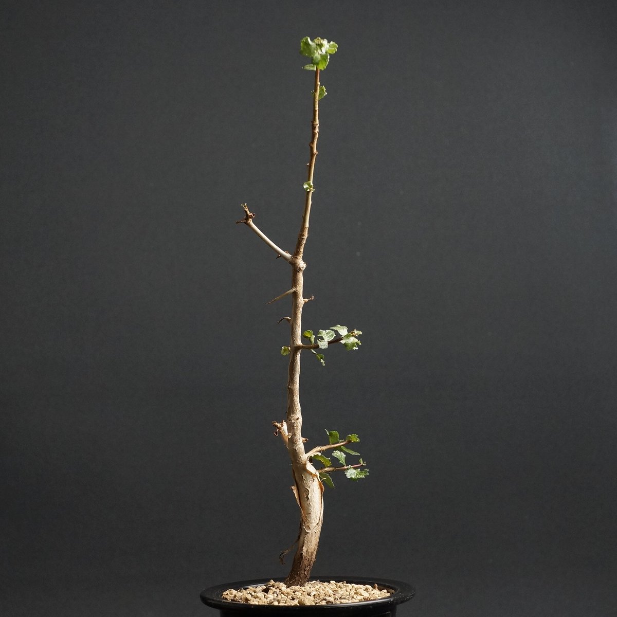 \"Commiphora wightii\" コミフォラ ワイティ 実生　良型 コミフォラ ワイティ／Commiphora wightii no.103145 | 芽の巣山