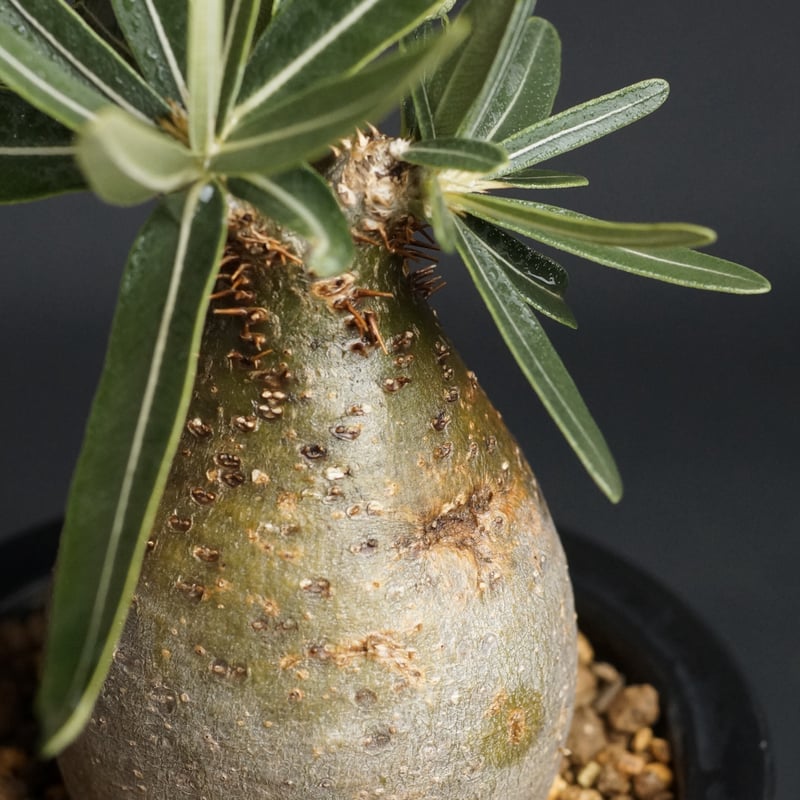 パキポディウム グラキリス Pachypodium gracilius ⑦ PACHYPODIUM GRACILIUS パキポディウム グラキリス HANACHO