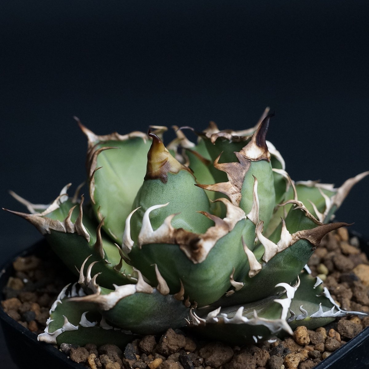 Agave titanota 'Red Catweezle'