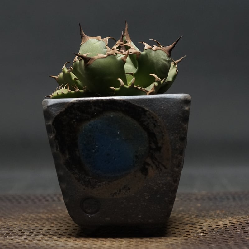 Agave titanota