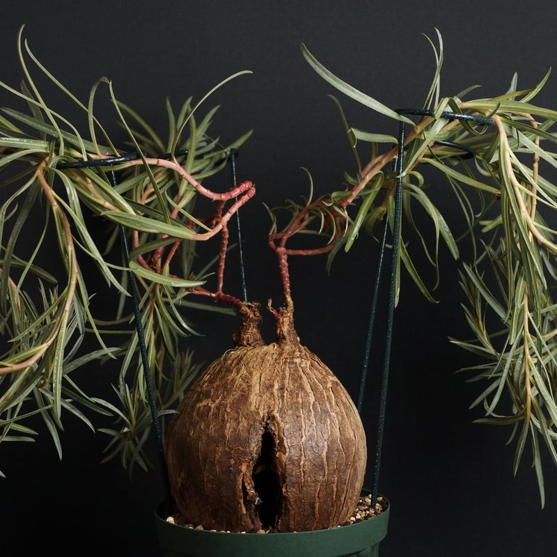 Euphorbia trichadenia