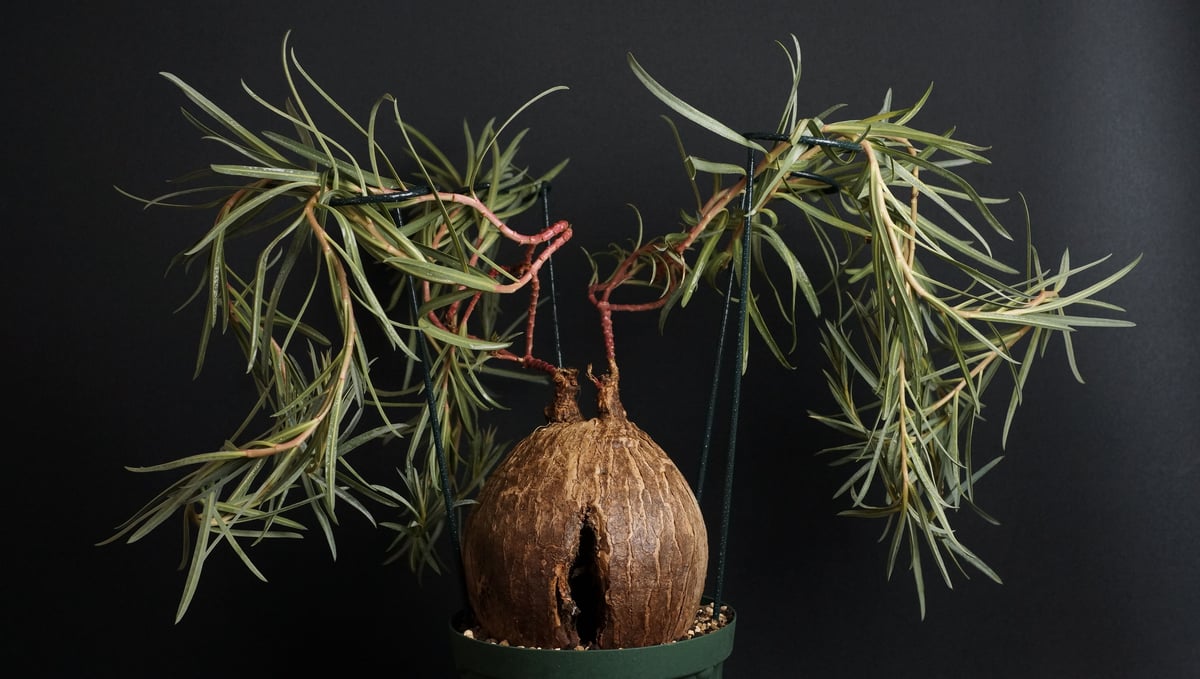 Euphorbia trichadenia