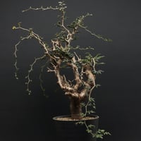 Boswellia dioscoridis