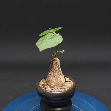 マテレア シクロフィラ "Matelea cyclophylla" 管理2670
