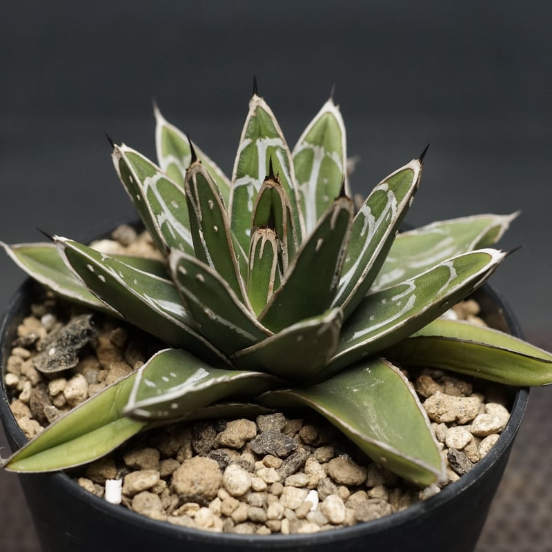 Agave victoriae-reginae ssp.swobodae