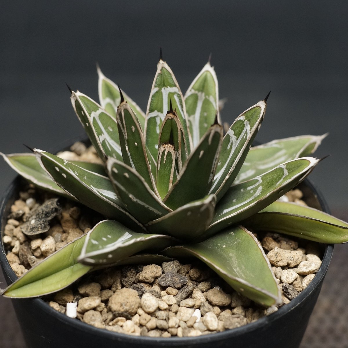 アガベ Agave victoriae-reginae variegata 176 Buy Agave Victoria-Reginae Variegata Plant | Planet Desert