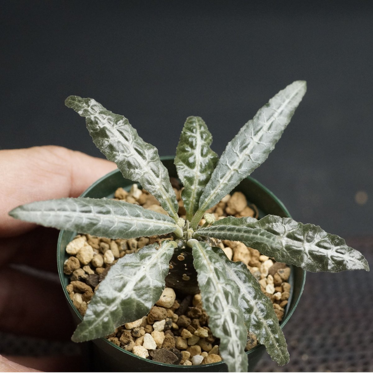 ドルステニア ランキフォリア 斑入り Dorstenia lancifolia