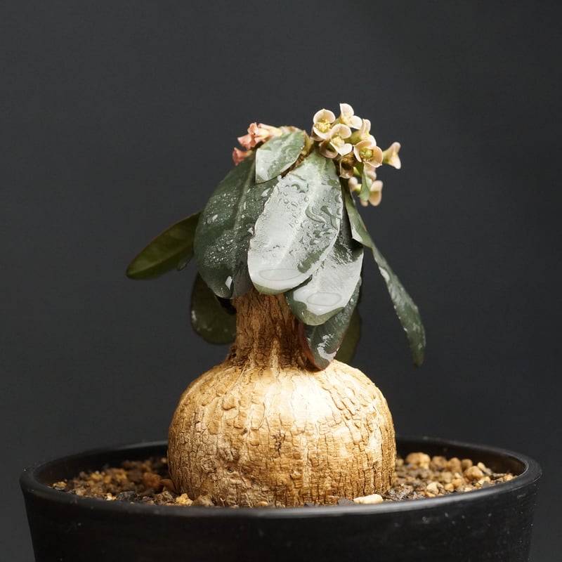 Euphorbia subapoda