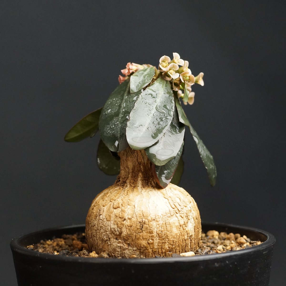 Euphorbia subapoda