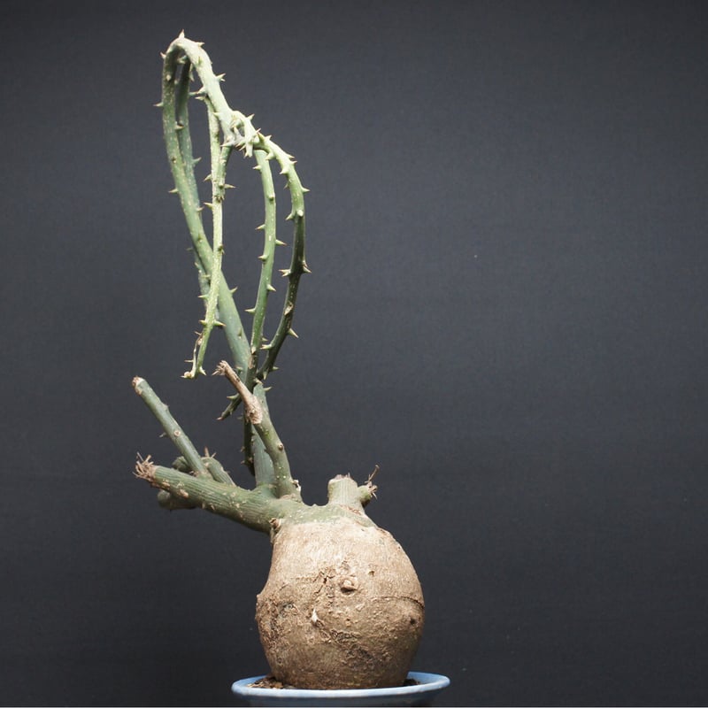 アデニア プセウドグロボーサ 