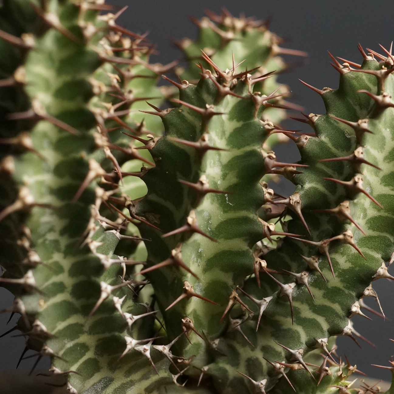 Euphorbia knobelii