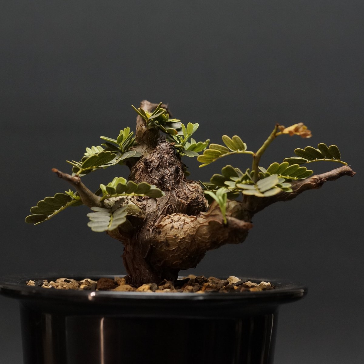 【早い者勝ち】センナメリディオナリス Senna meridionalis