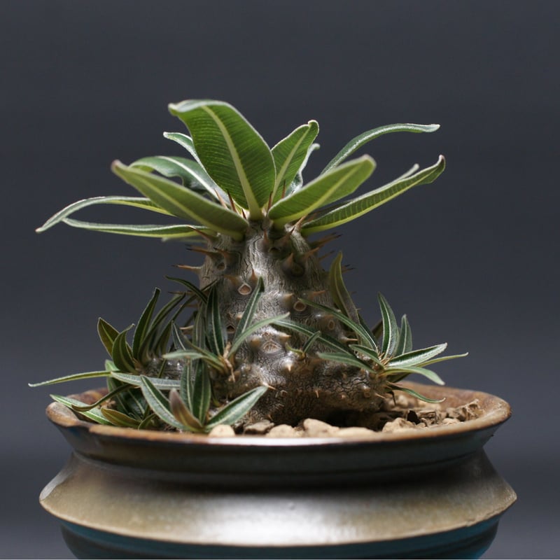 パキポディウム グラキリス 