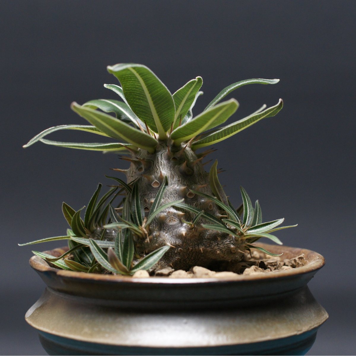 パキポディウム グラキリス 