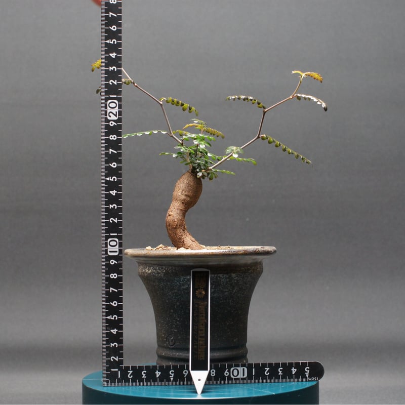 オペルクリカリア パキプス 