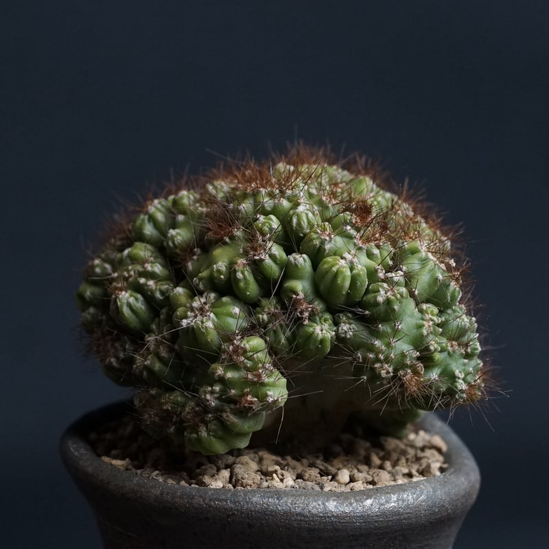 Cereus