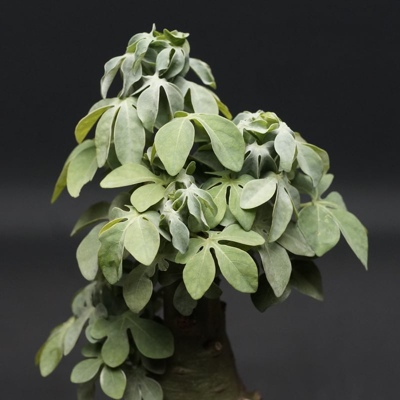 Adenia fruticosa