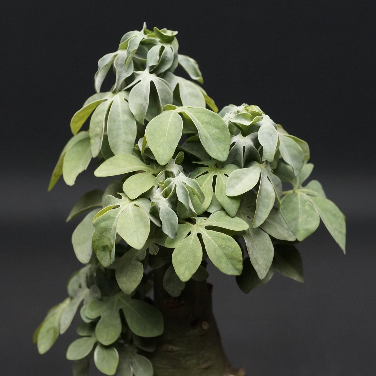 Adenia fruticosa