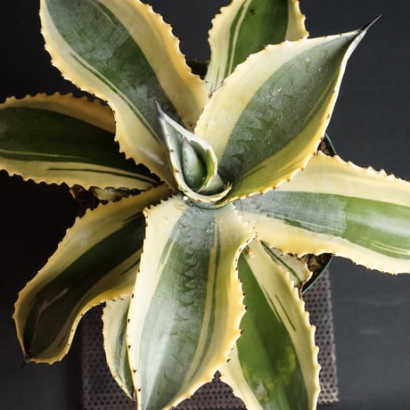 "Agave Ripple Effect" アガベ リップルエフェクト　管理1201