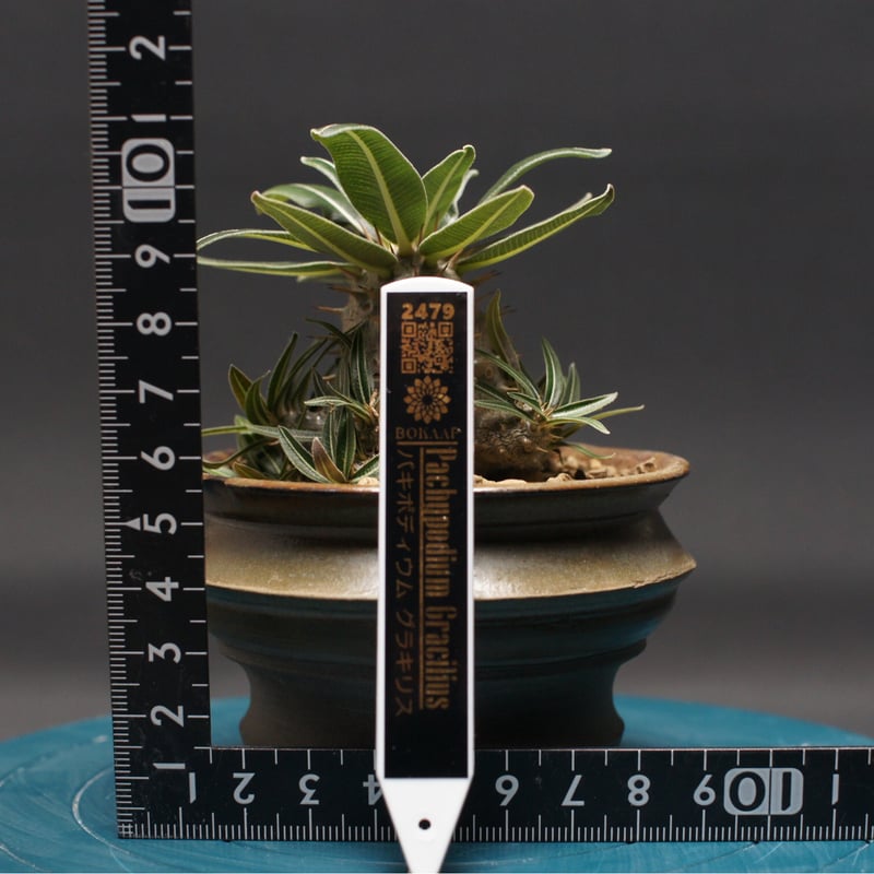 パキポディウム グラキリス 