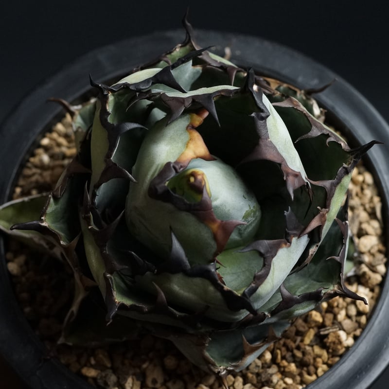 アガベ チタノタ black & blue