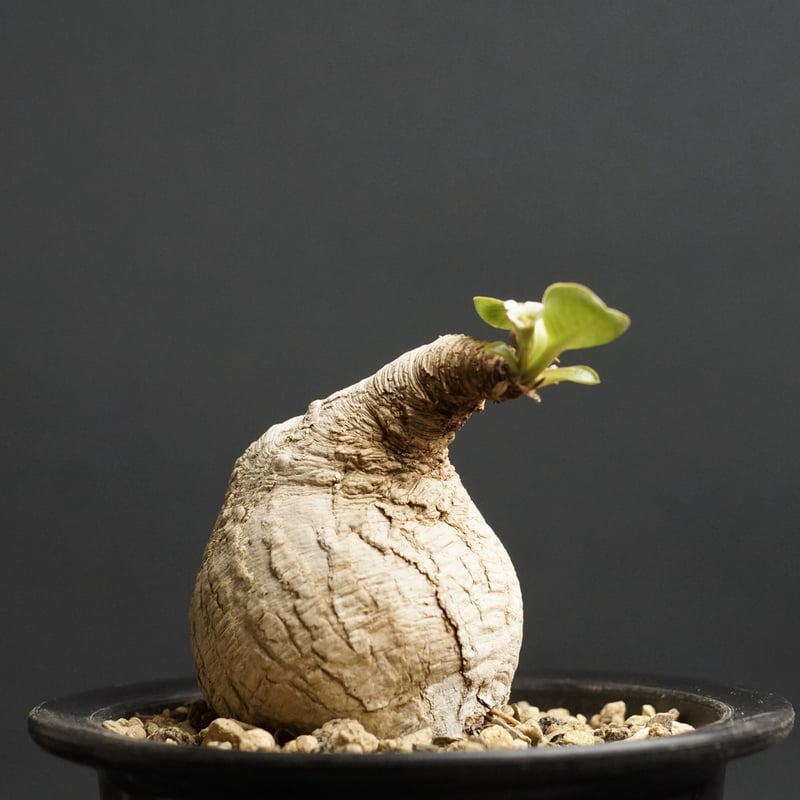 ユーフォルビア プリムリフォリア　発根済み こんにちは😊 ・ ・ 発根管理していた #ユーフォルビアプリムリ