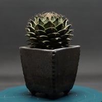 Gymnocalycium
