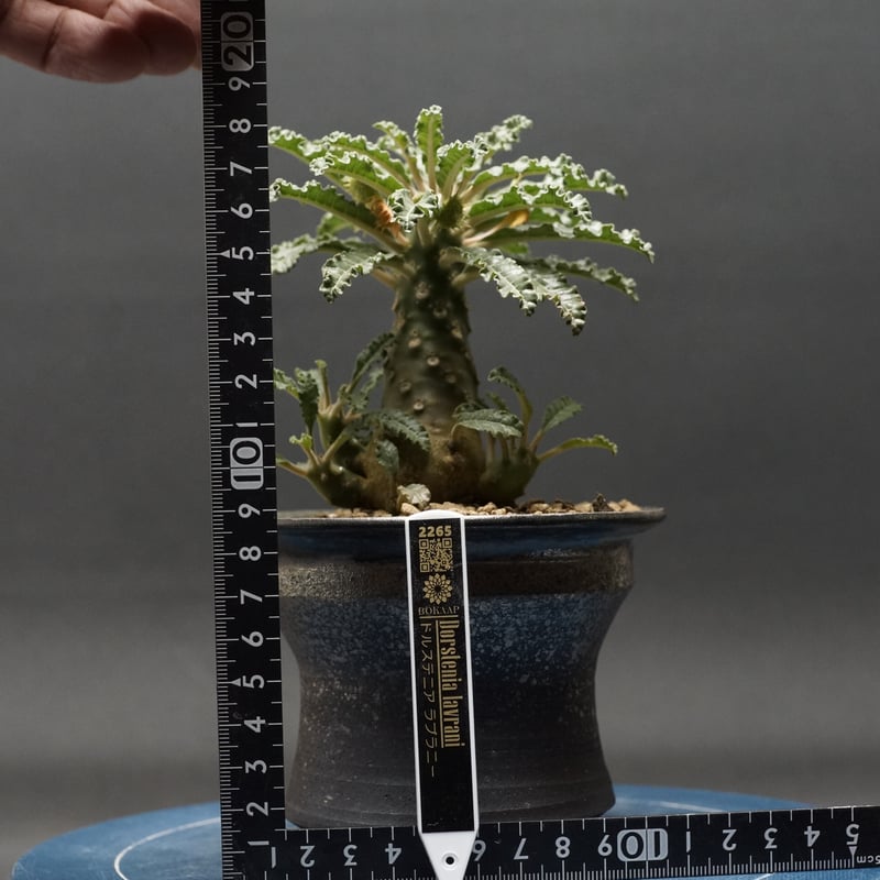 Dorstenia lavrani