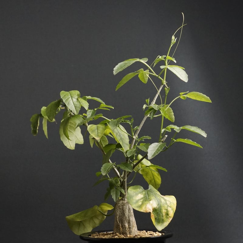 Momordica rostrata