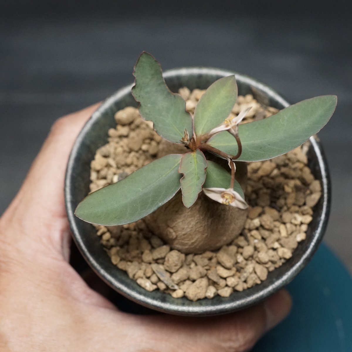 ユーフォルビア　モラティー　実生 Euphorbia moratii
