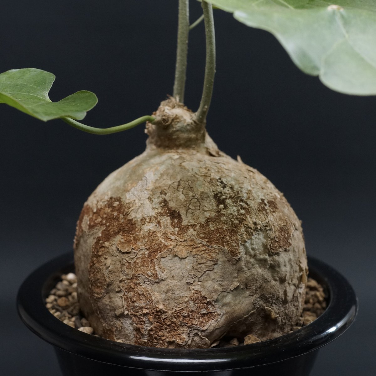 ピレナカンサ　マルビフォリア　レア品種　まんまる ピレナカンサ マルビフォリア 特大株 レア品種 まんまる 種子