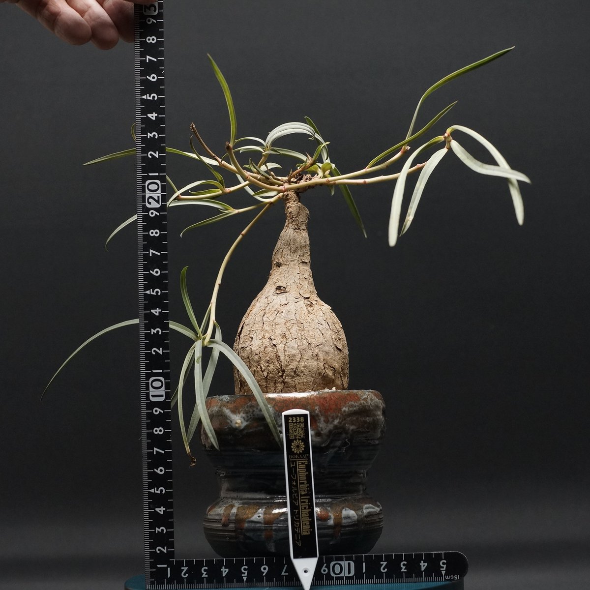 Euphorbia trichadenia