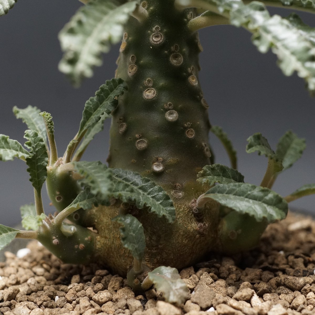 Dorstenia lavrani