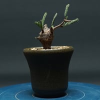 Boswellia nana