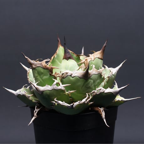 アガベ チタノタ【阿修羅】 "Agave titanota" 管理2629