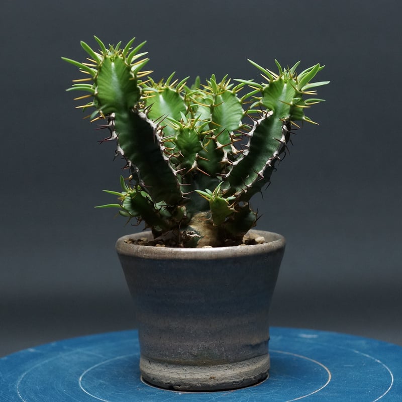 H*E様 ユーフォルビア・ムランジーナ（Euphorbia mullanjean ユーフォルビア ムランジーナ 