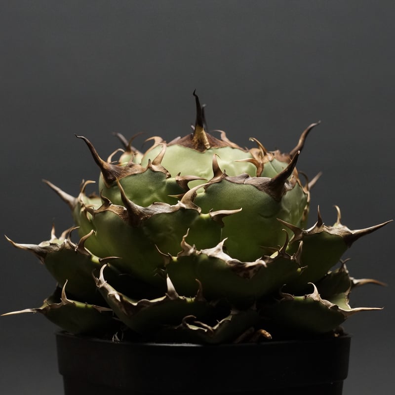 Agave titanota Agave titanota