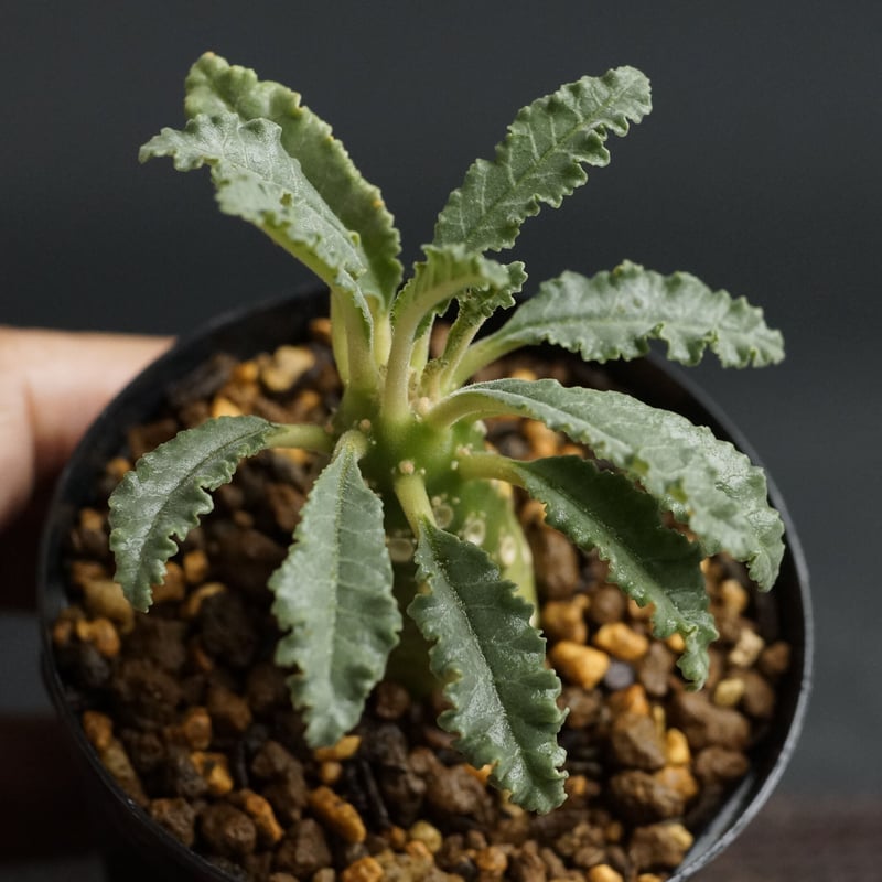 Dorstenia lavrani