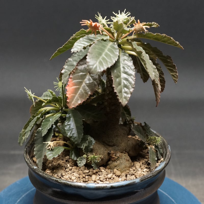 Dorstenia foetida