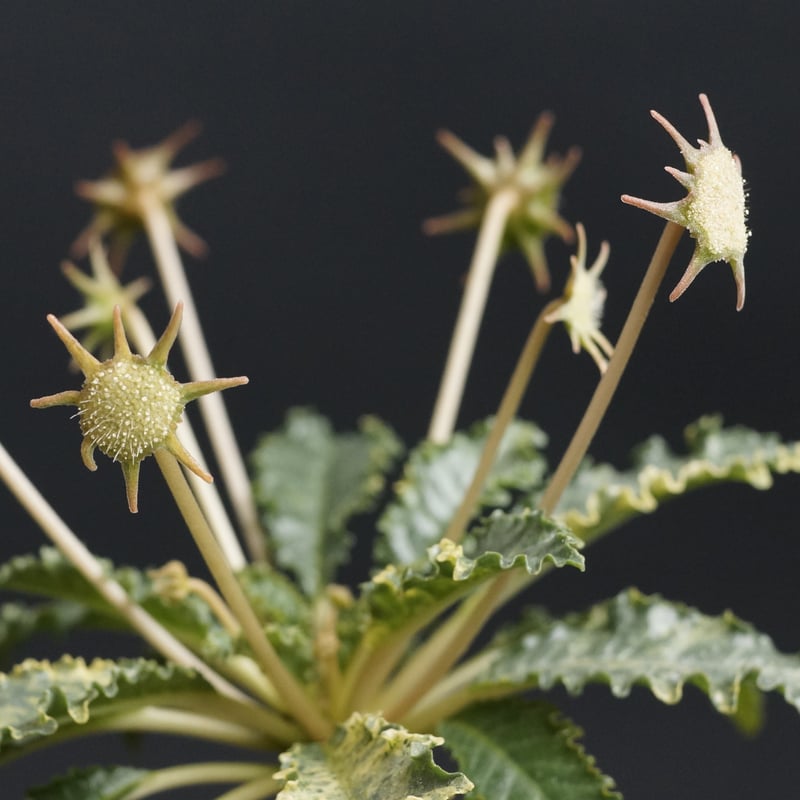 Dorstenia horwoodii