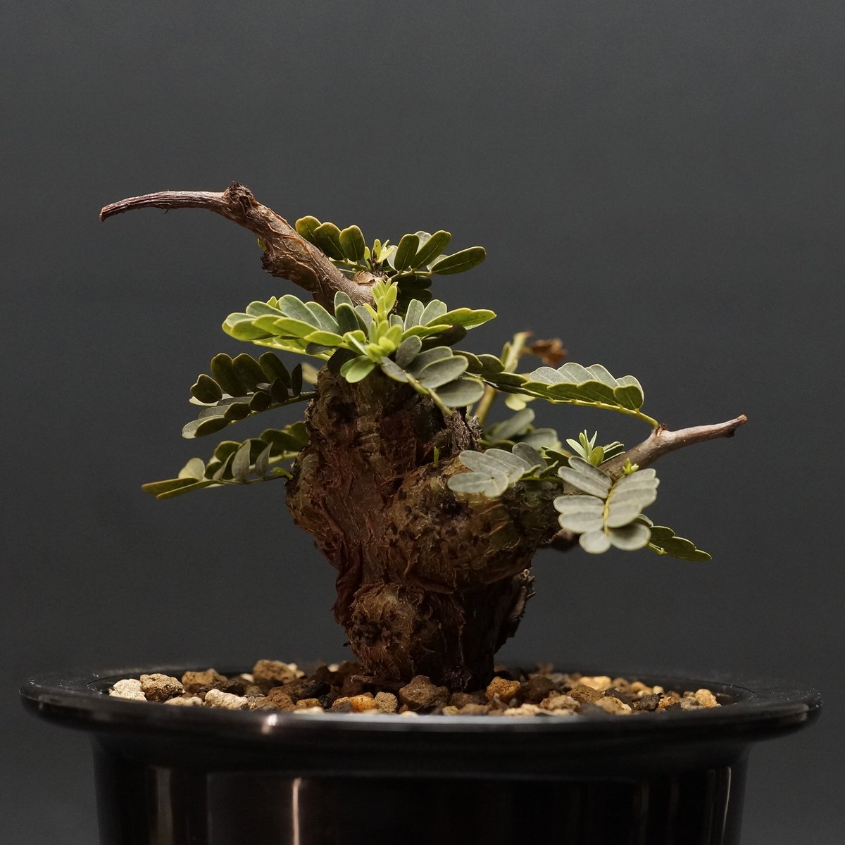 Senna meridionalis