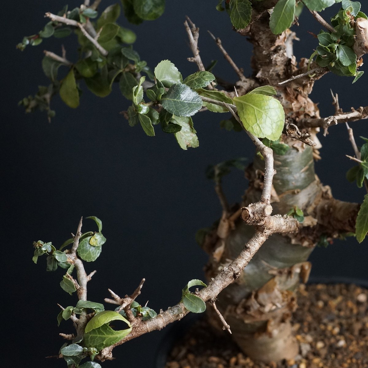 Commiphora habessinica