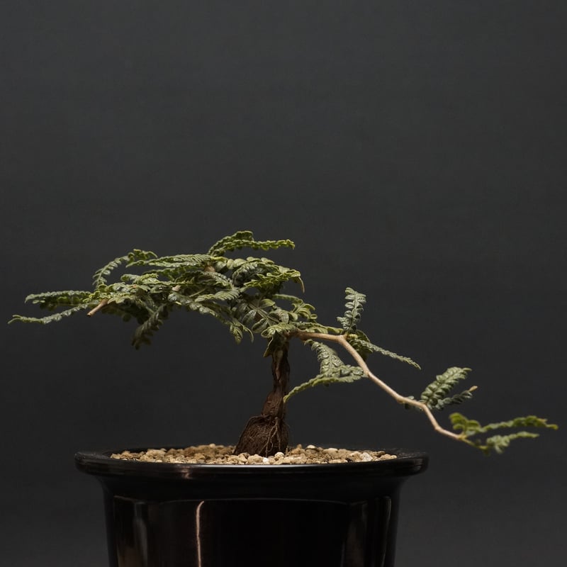 Operculicarya Hyphaenoides